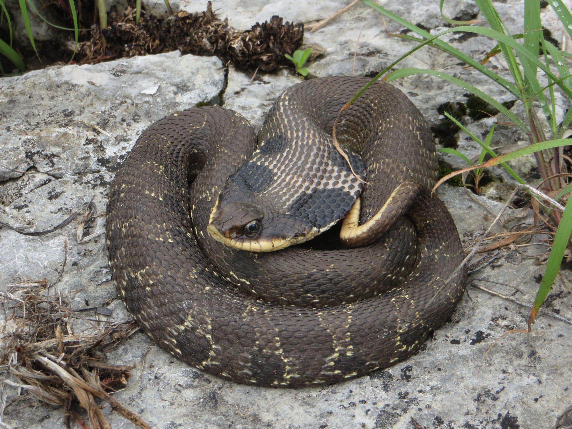 iowaherps heterodon platirhinos iowaherps heterodon platirhinos