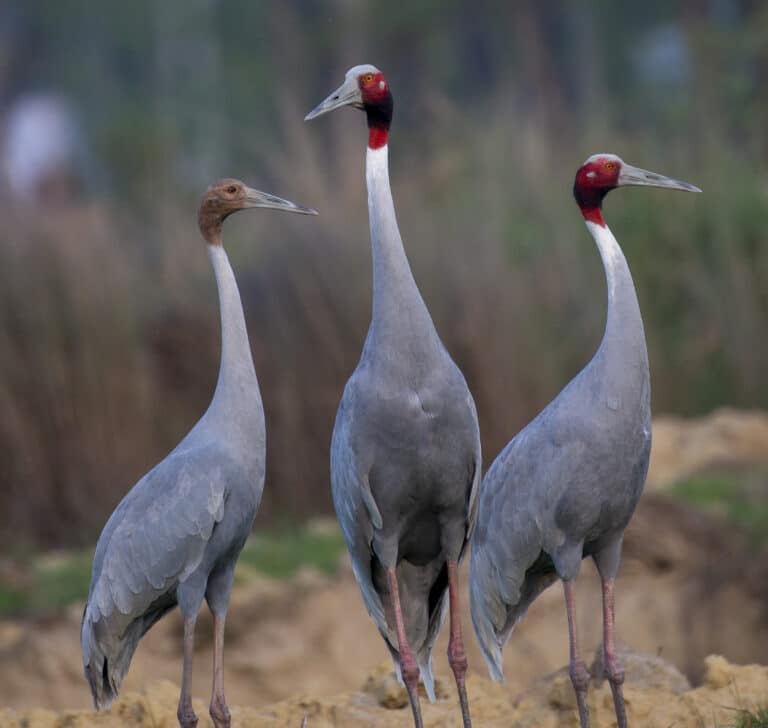 saras crane by sanjay tha shrestha