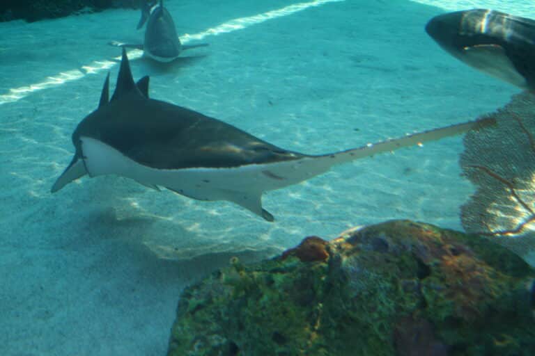 freshwater sawfish aquarium of the pacific freshwater sawfish aquarium of the pacific