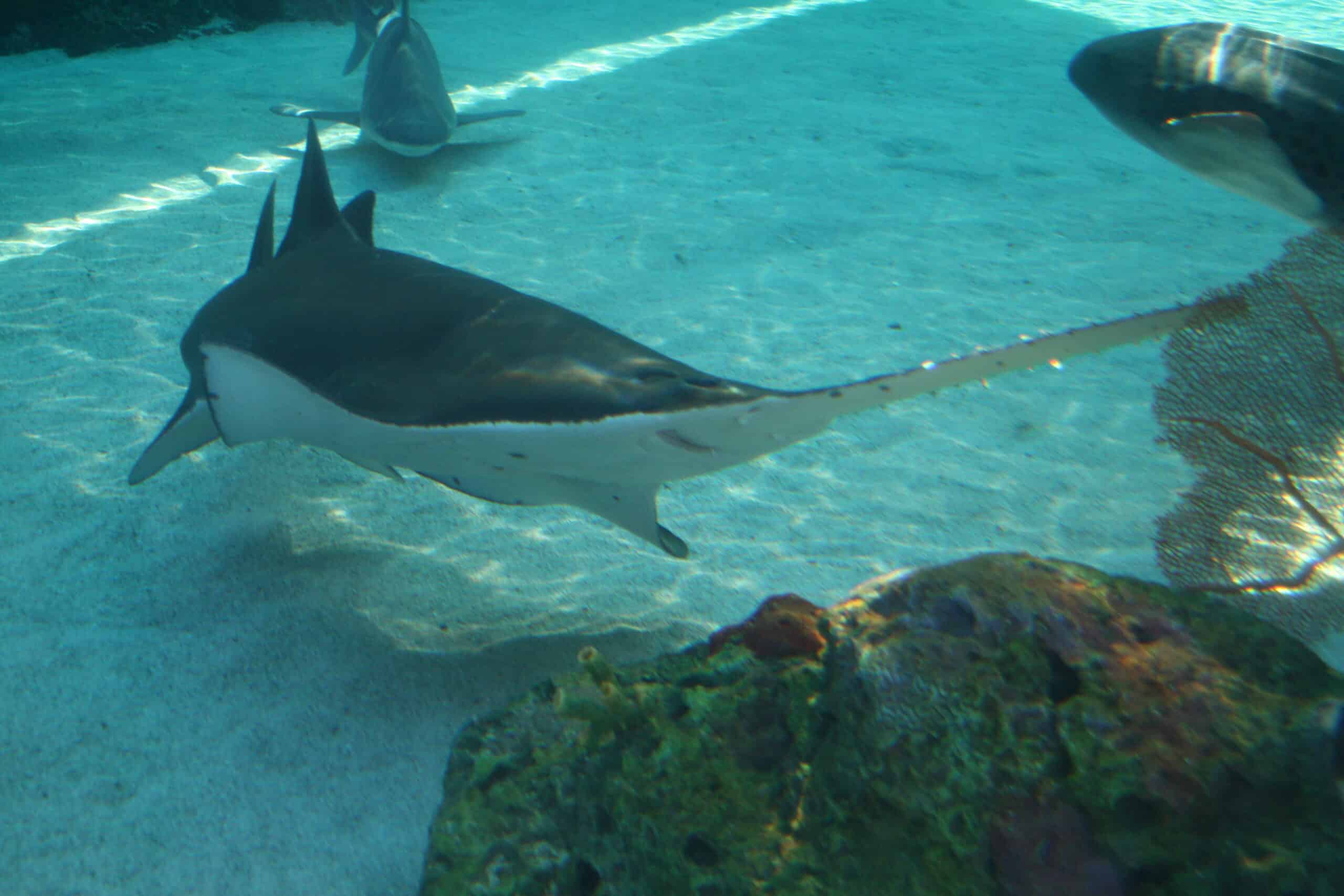 freshwater sawfish aquarium of the pacific freshwater sawfish aquarium of the pacific