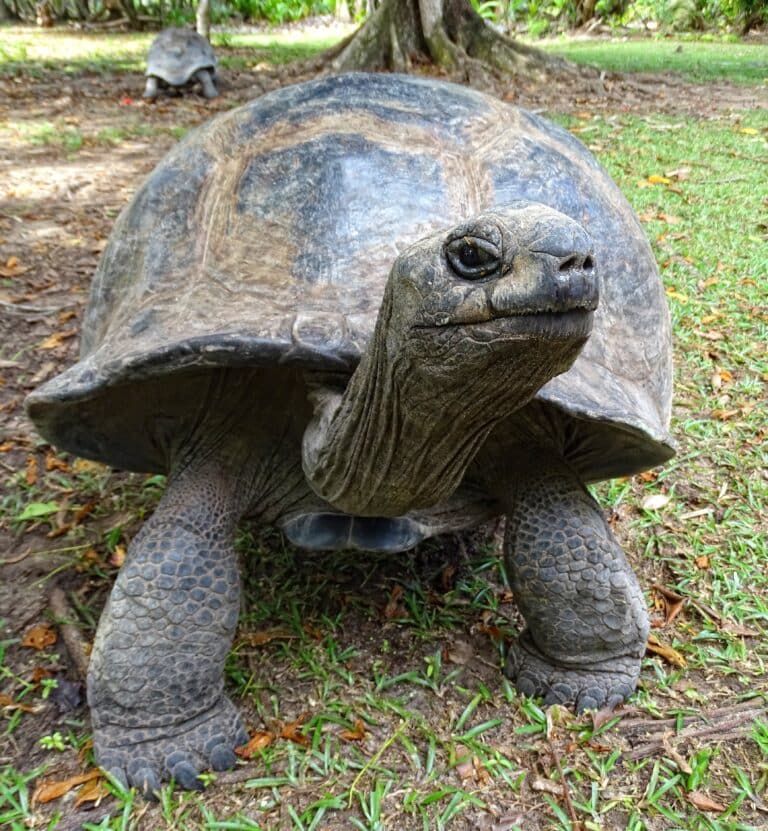 aldabra female on curieuse aldabra female on curieuse