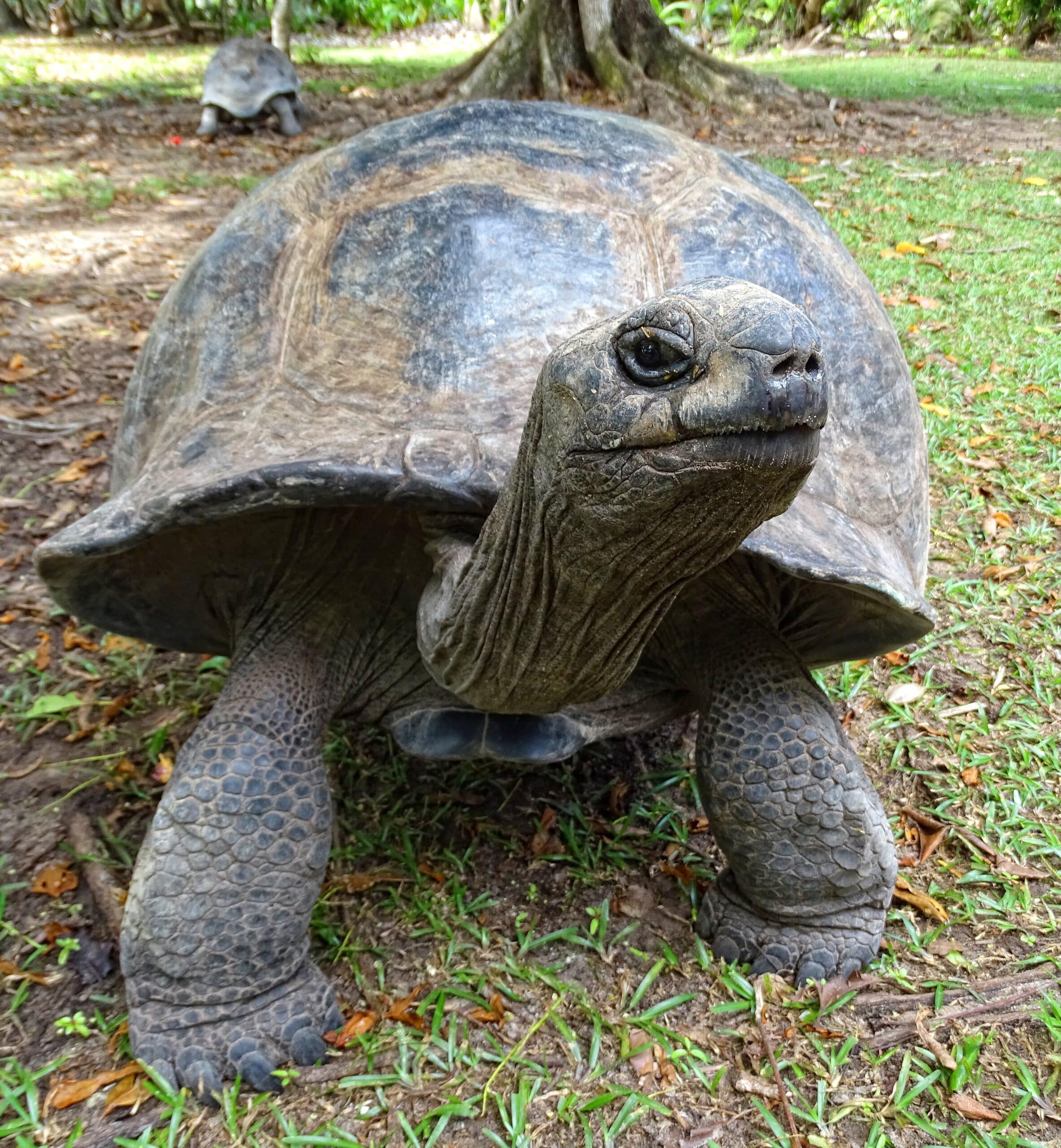aldabra female on curieuse aldabra female on curieuse