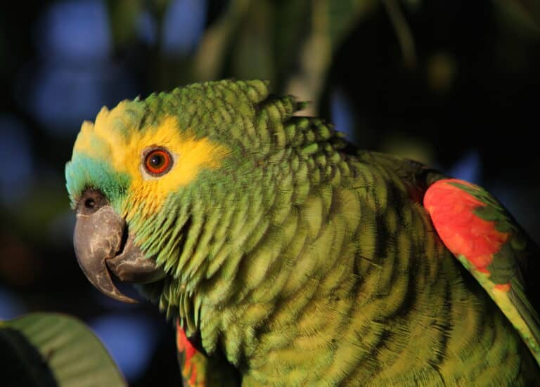 turquoise fronted (blue fronted) amazon parrot amazona aestiva (19642070213) turquoise fronted (blue fronted) amazon parrot amazona aestiva (19642070213)
