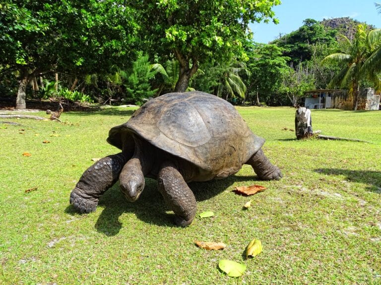 curieuse marine national park aldabra giant tortoise curieuse marine national park aldabra giant tortoise