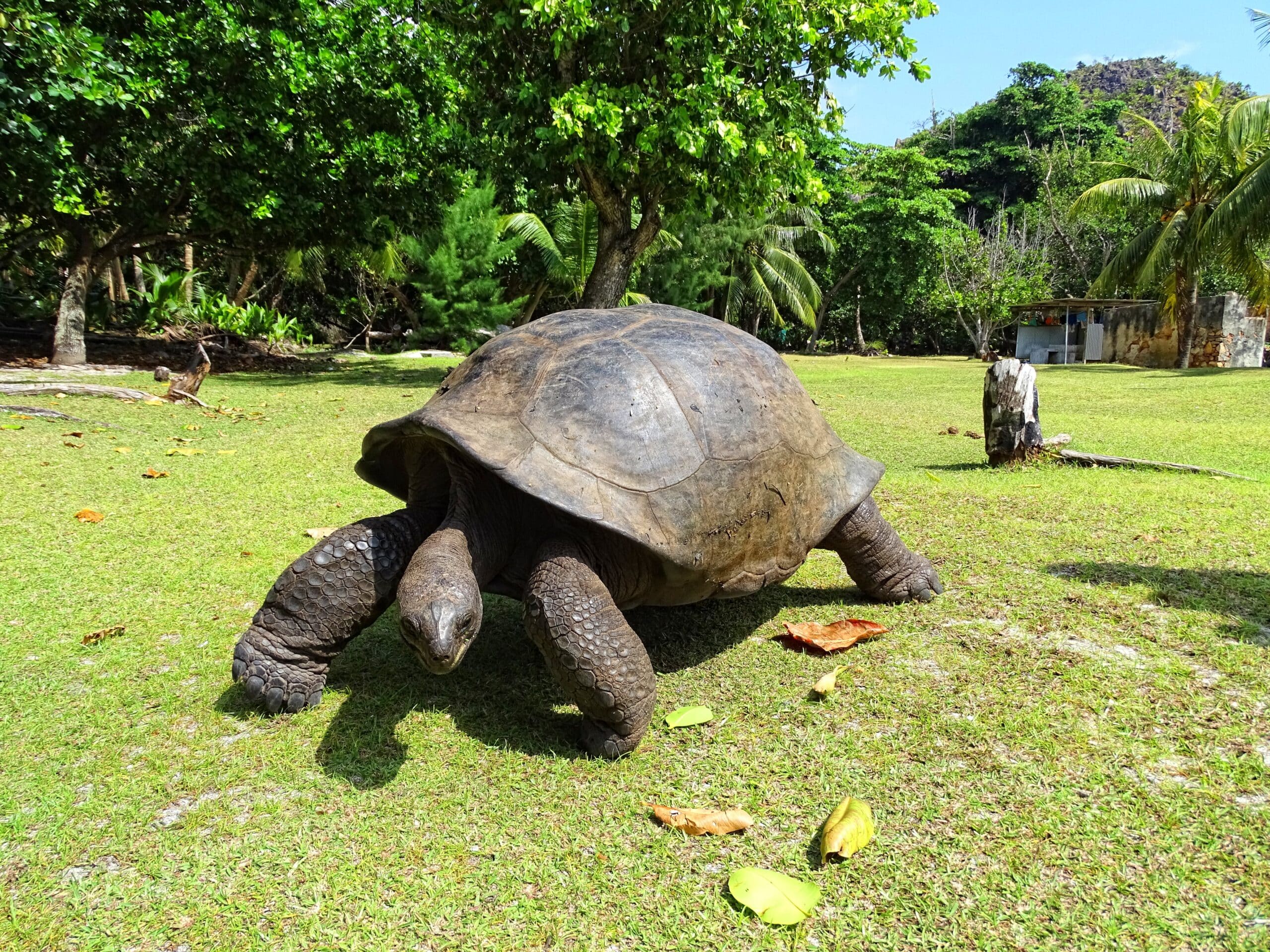 curieuse marine national park aldabra giant tortoise curieuse marine national park aldabra giant tortoise