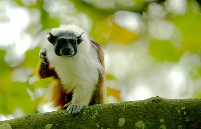 pied tamarin (saguinus bicolor) 40