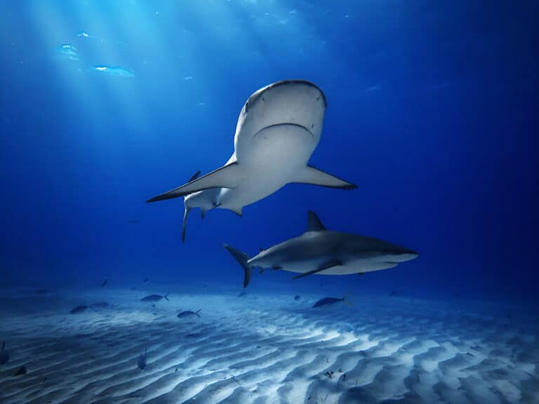 two caribbean reef sharks at tiger beach bahamas