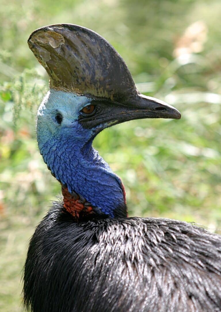 double wattled cassowary double wattled cassowary