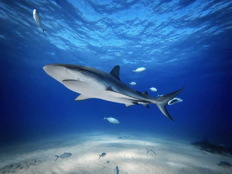 caribbean reef shark over sandy bottom tiger beach bahamas