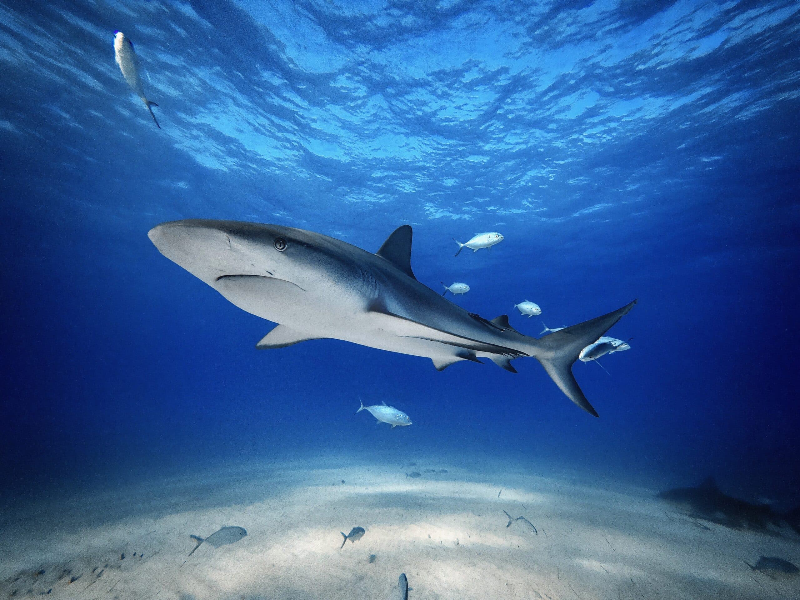caribbean reef shark over sandy bottom tiger beach bahamas
