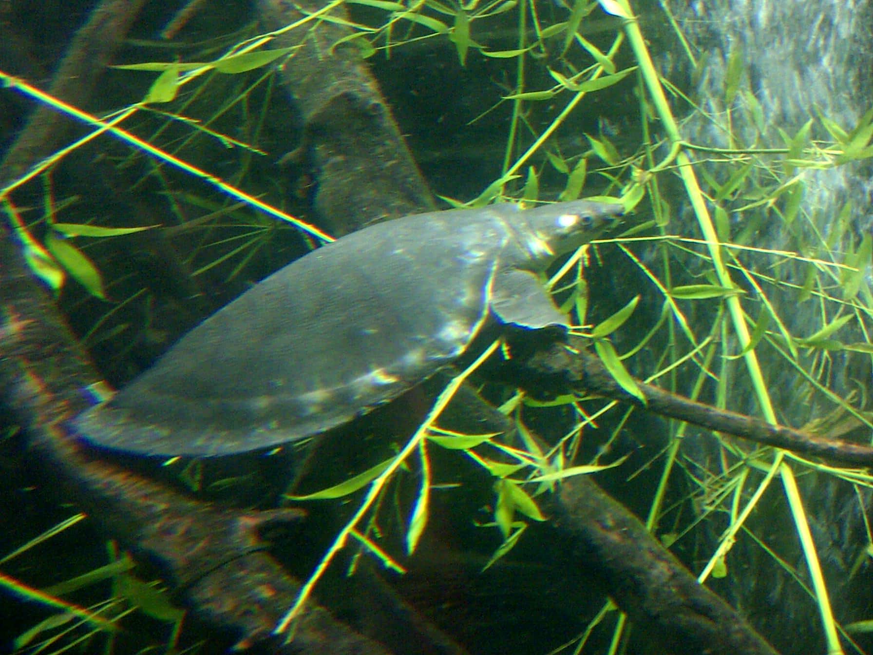 carettochelys insculpta (bristol zoo)
