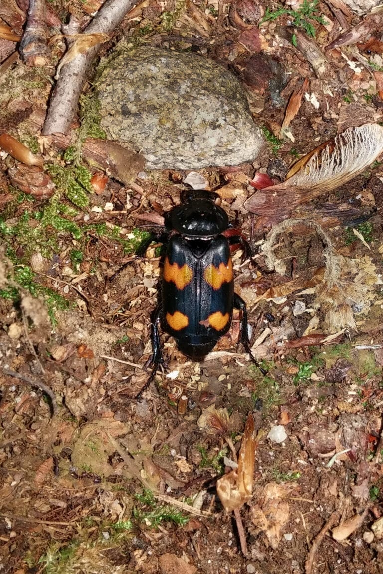 silphidae nicrophorus orbicollis (roundneck sexton beetle) silphidae nicrophorus orbicollis (roundneck sexton beetle)