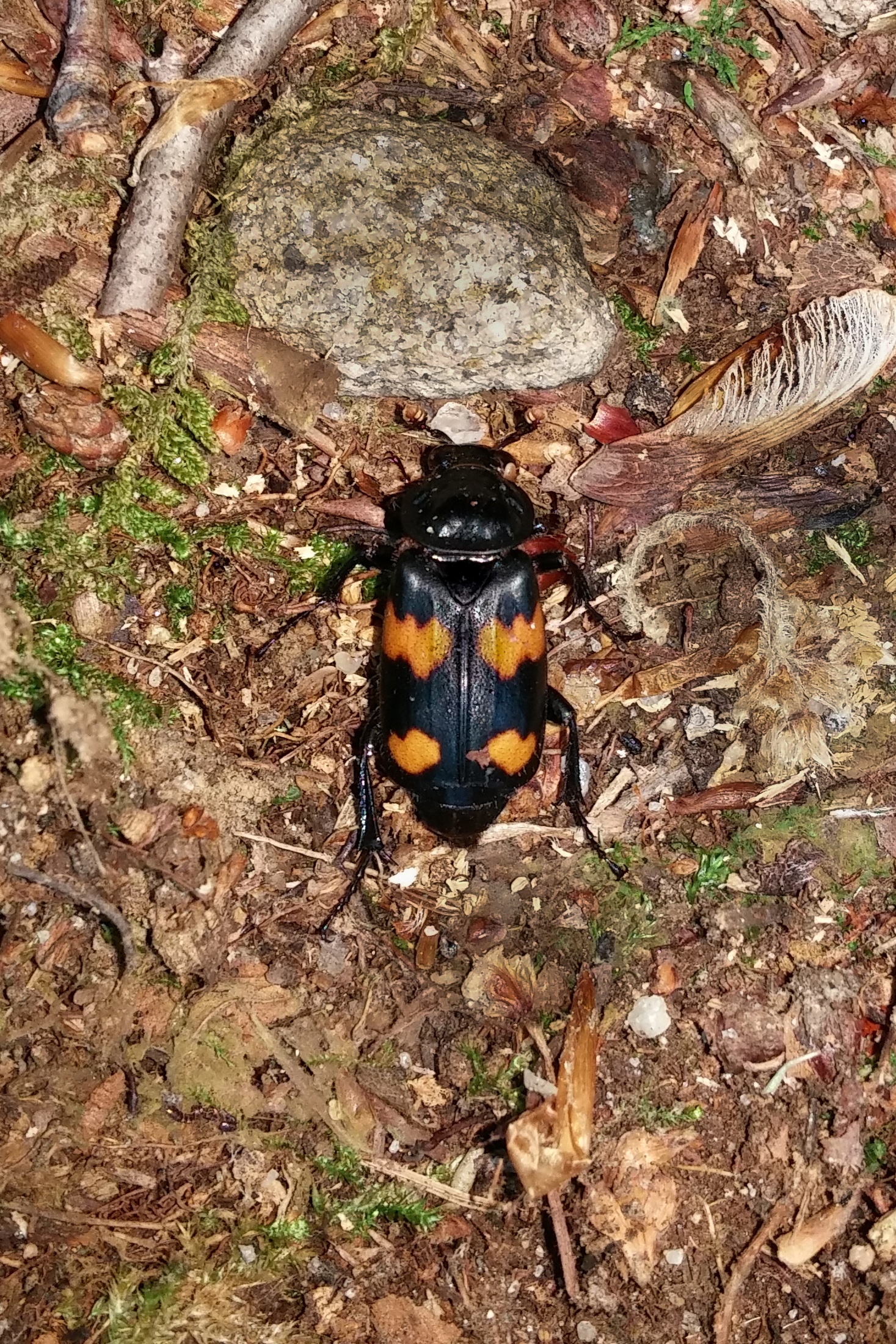 silphidae nicrophorus orbicollis (roundneck sexton beetle) silphidae nicrophorus orbicollis (roundneck sexton beetle)