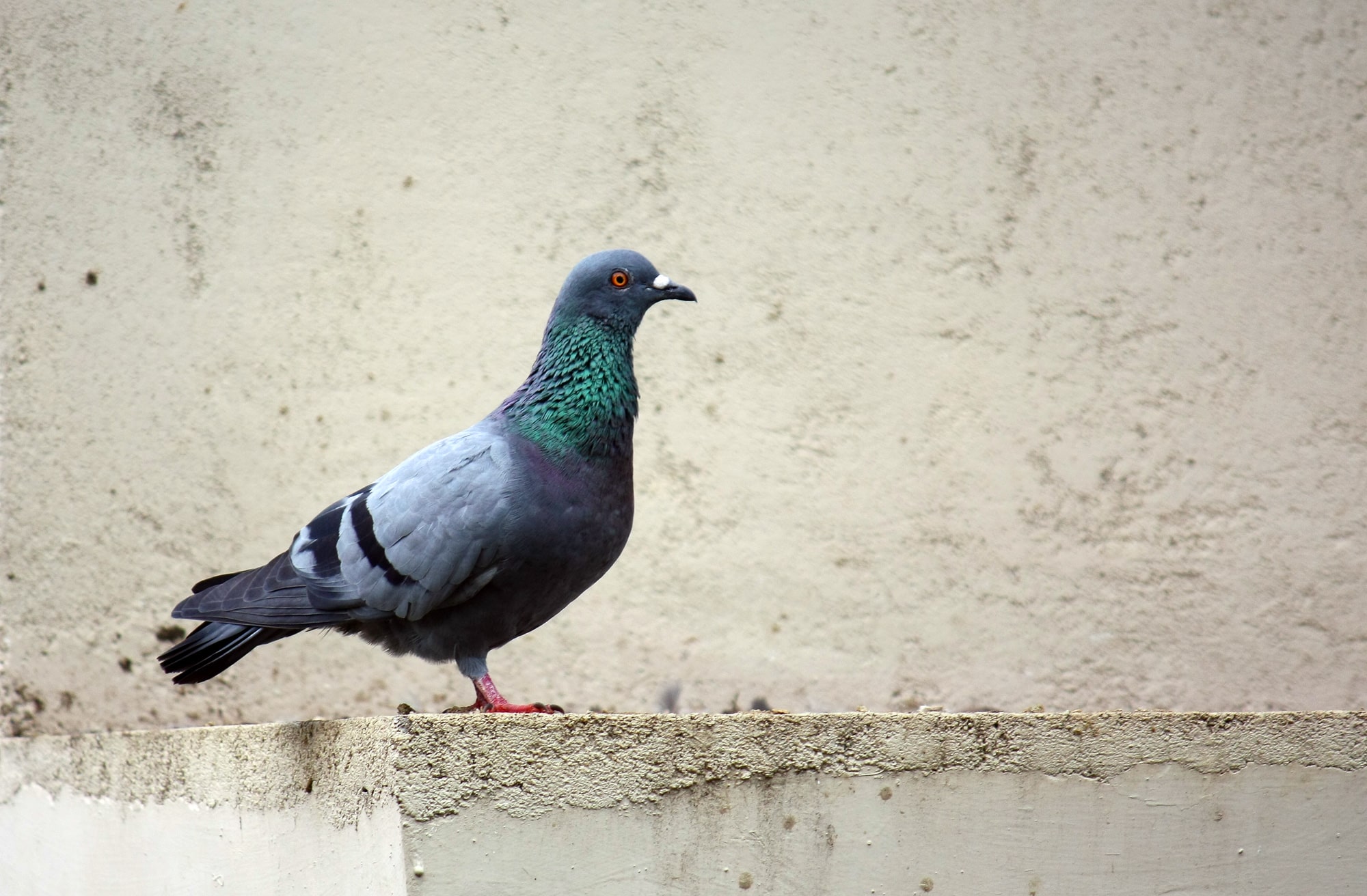 file:rock dove (columba livia) or rock pigeon.jpg