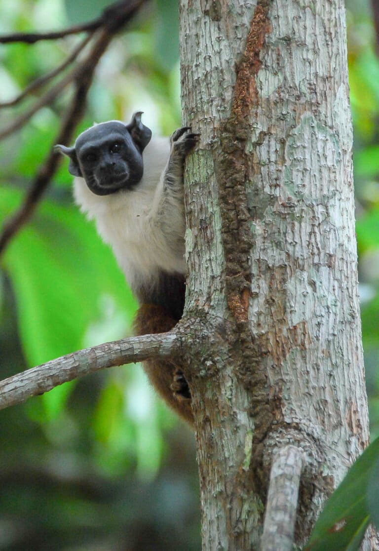 saguinus bicolor 204813593