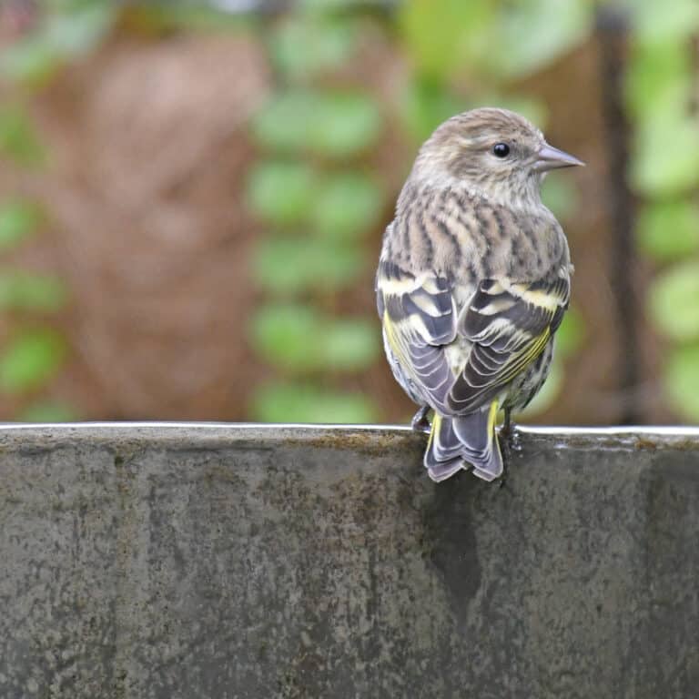 pine siskin lilian’s home 10.10.20 dsc 6499