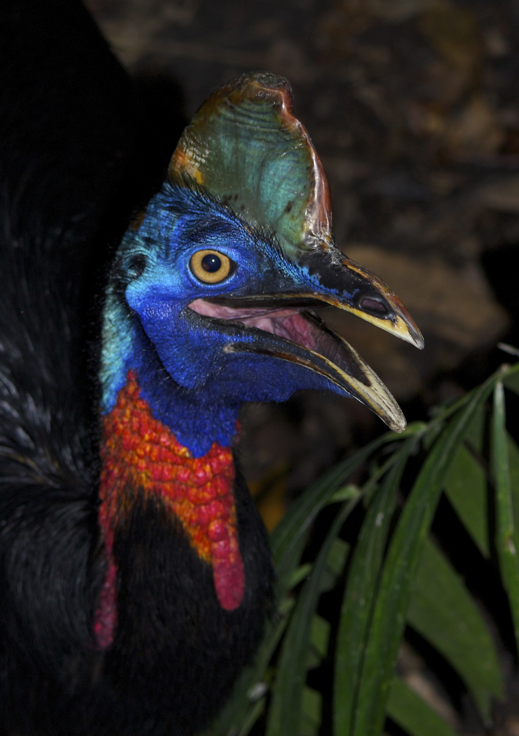 casuarius unappendiculatus northern cassowary png head side by nick hobgood casuarius unappendiculatus northern cassowary png head side by nick hobgood