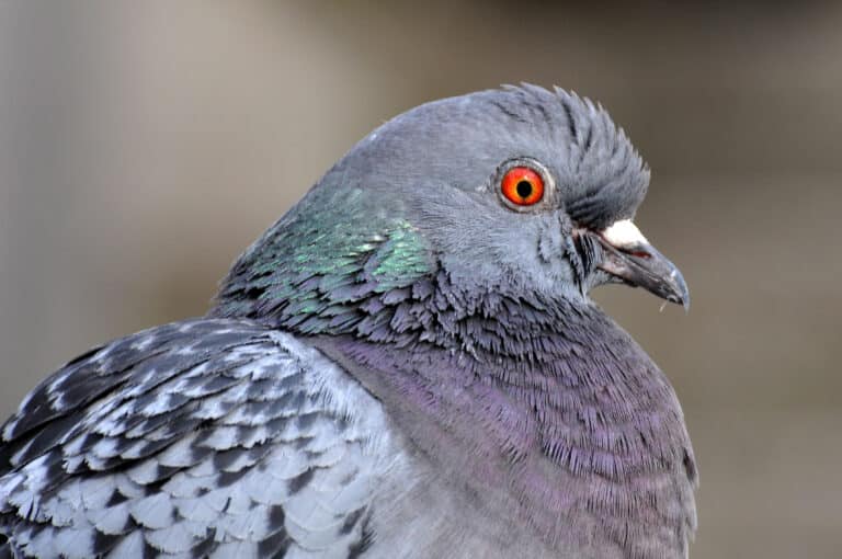 columba livia 1a