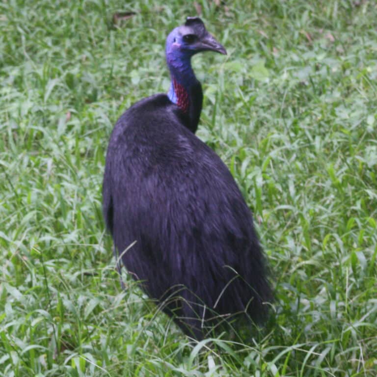 dwarf cassowary lae dwarf cassowary lae