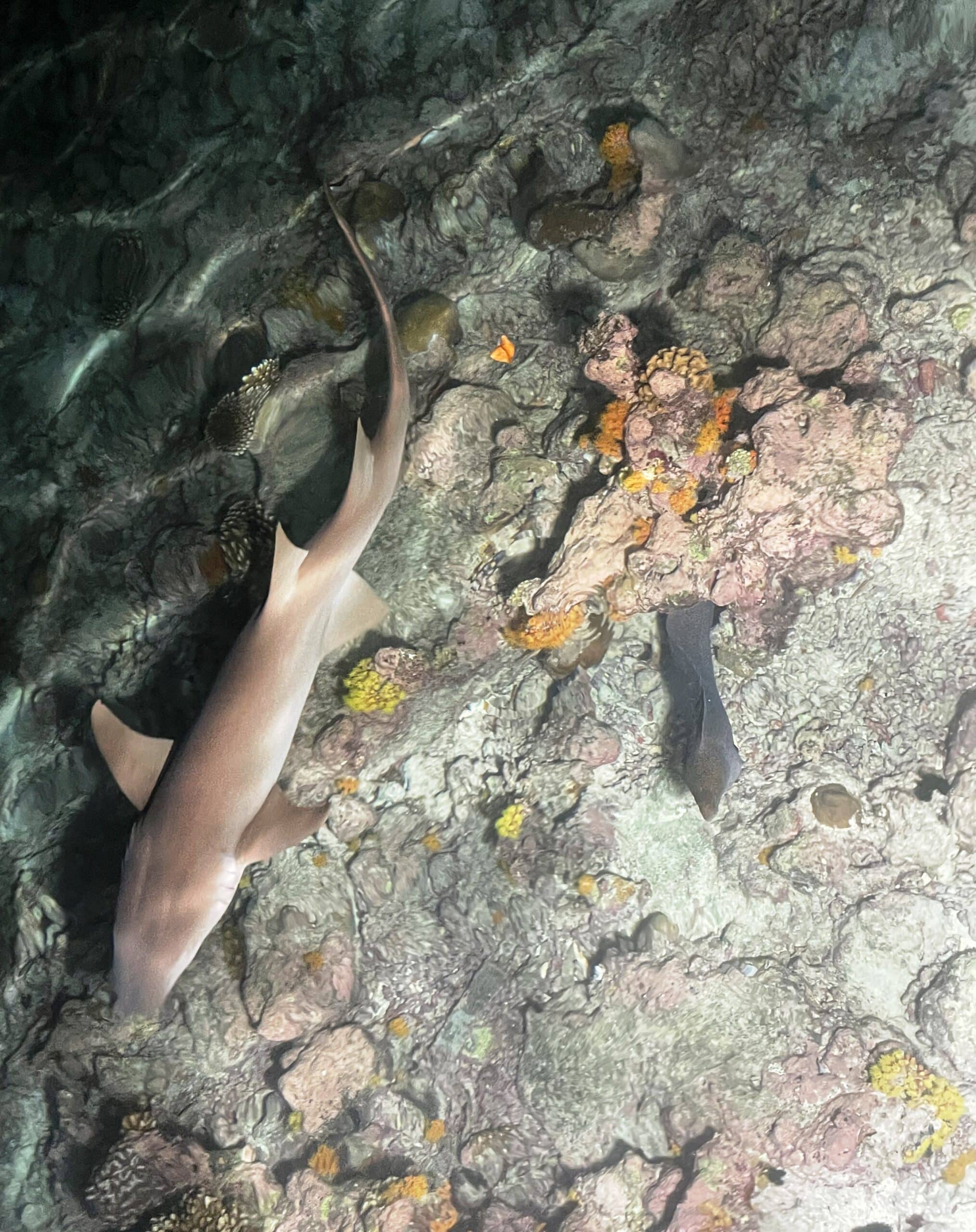 reef shark and blackcheek moray