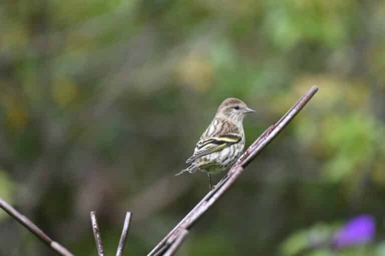 pine siskin lilian’s home 10.10.20 dsc 6383