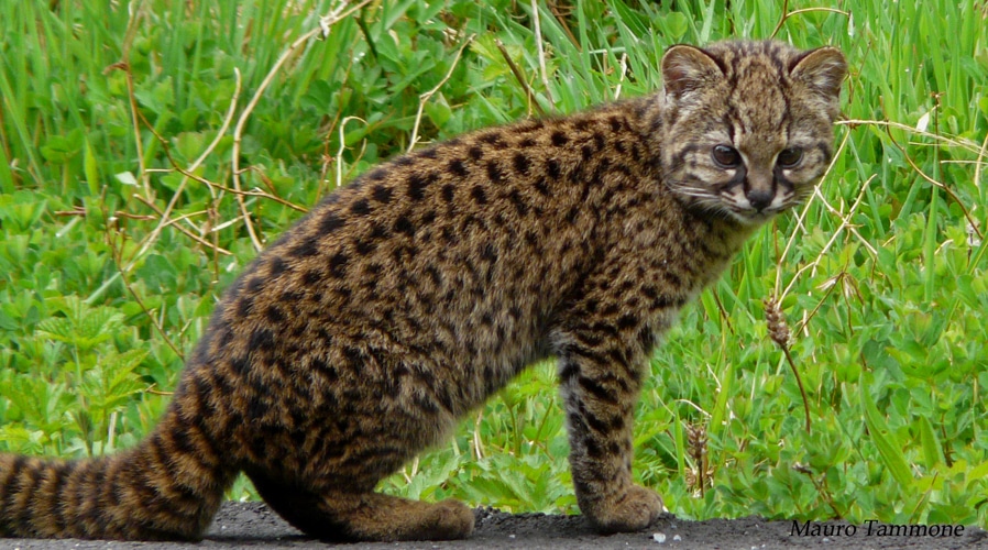 file:leopardus guigna.jpeg  Kodkod