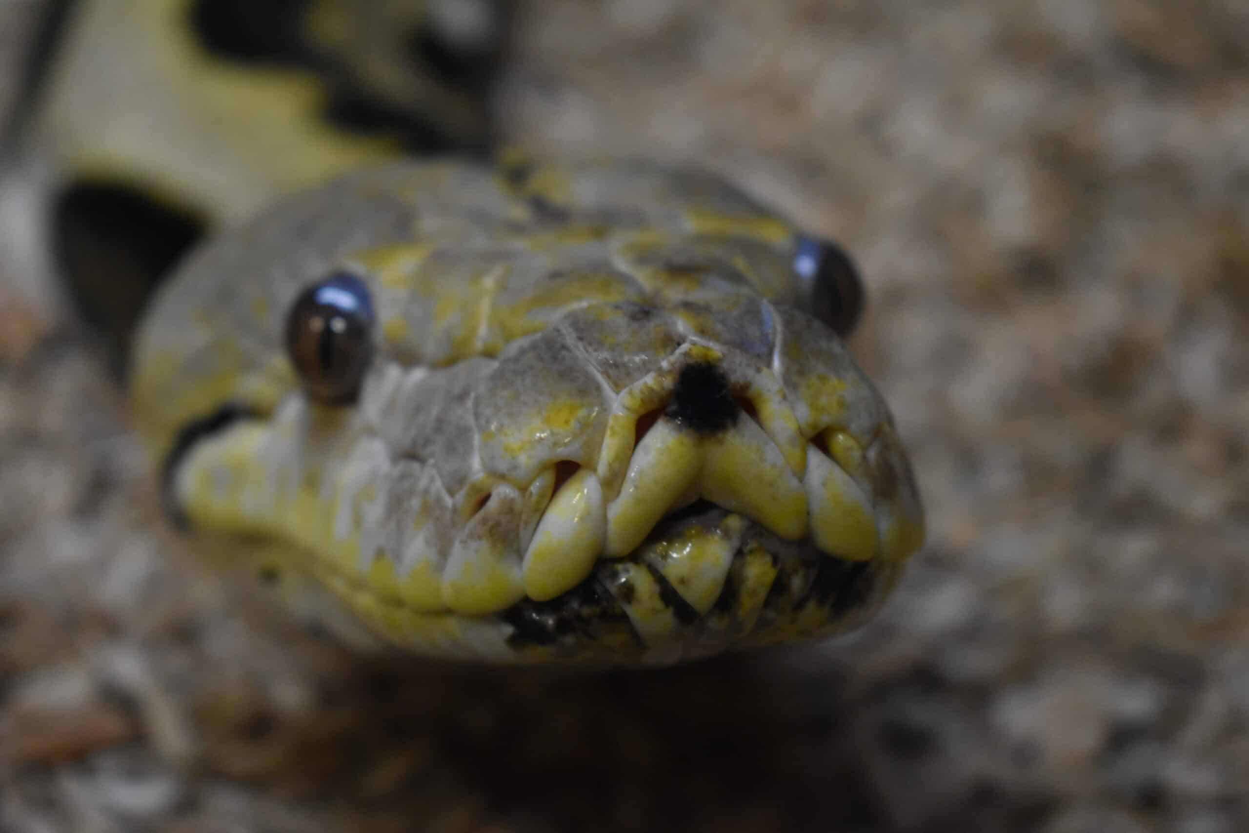 reptilarium du larzac malayopython reticulatus 05 reptilarium du larzac malayopython reticulatus 05 Reticulated python