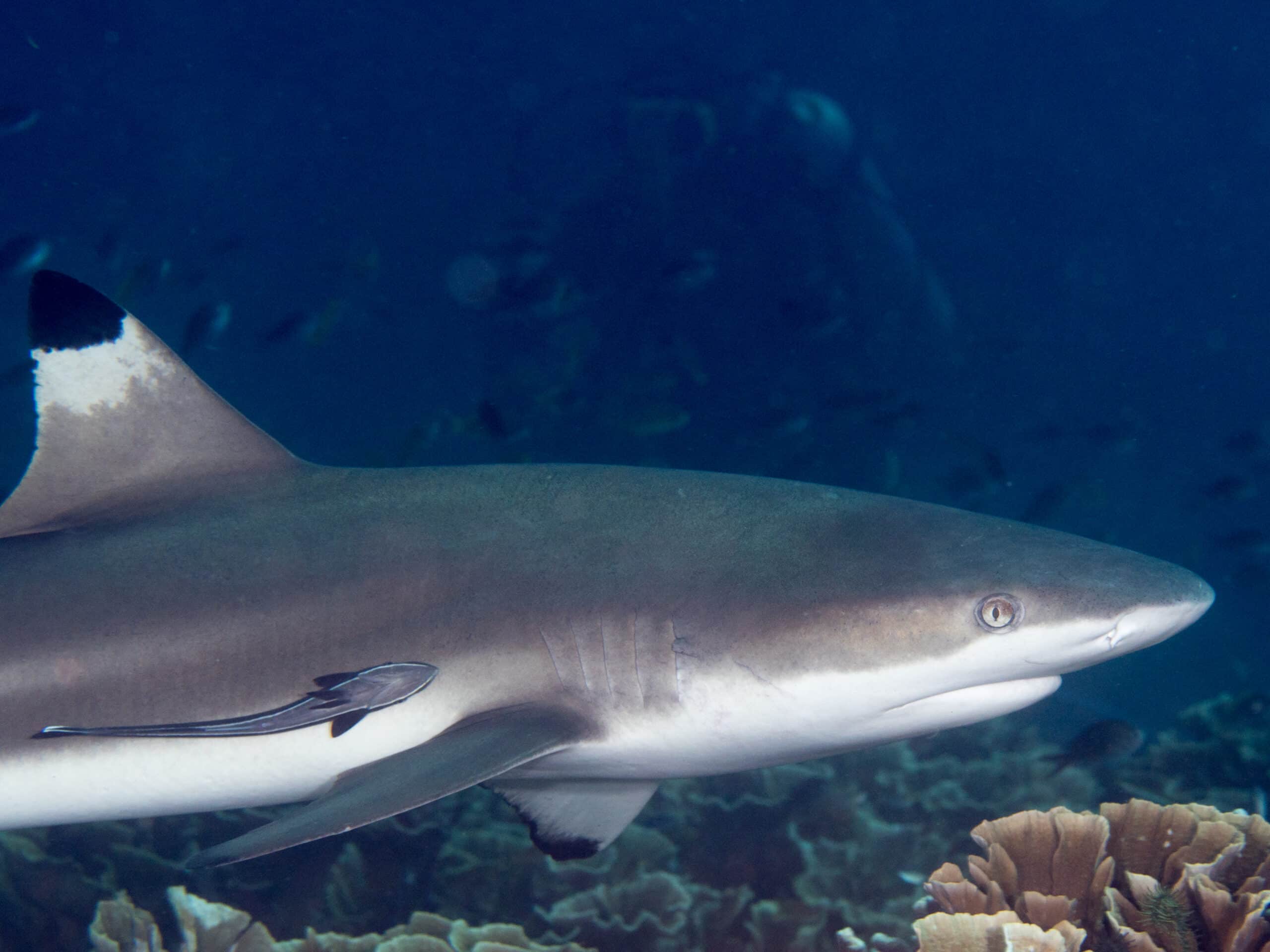 blacktip reef shark (carcharhinus melanopterus) (40676234613)