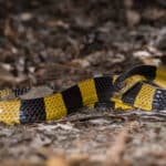 Krait