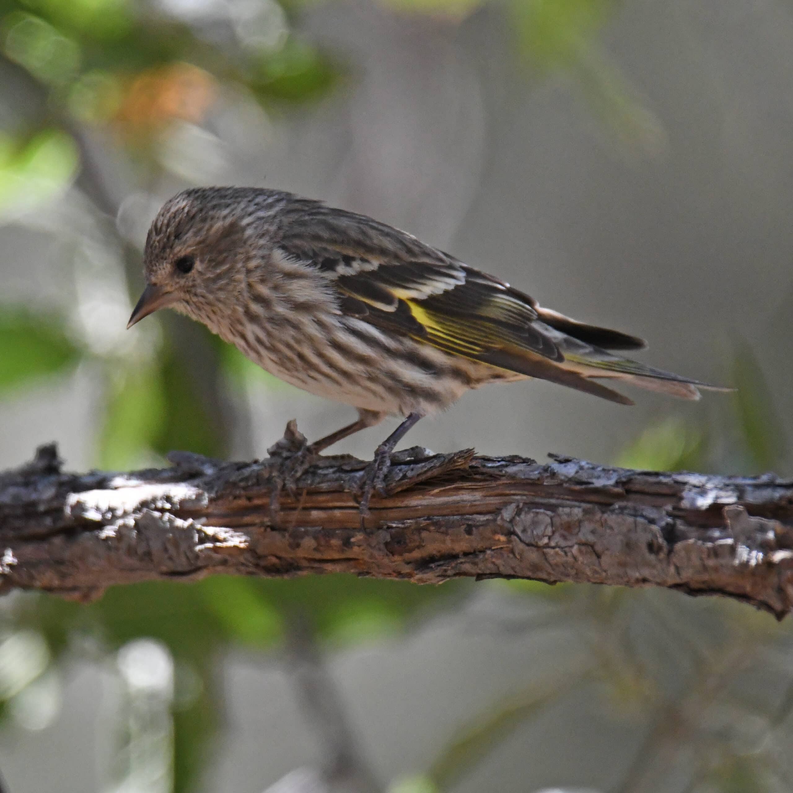 pine siskin ramsey canyon cabins 4.14.22 dsc 3835