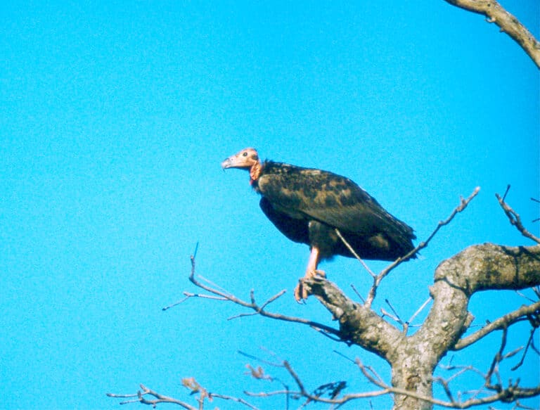 red headed vulture (sarcogyps calvus) (20234467948)