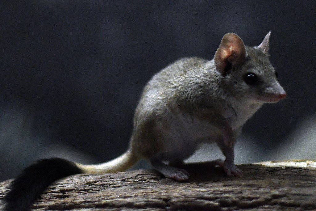 dasyuroides byrnei dasyuroides byrnei