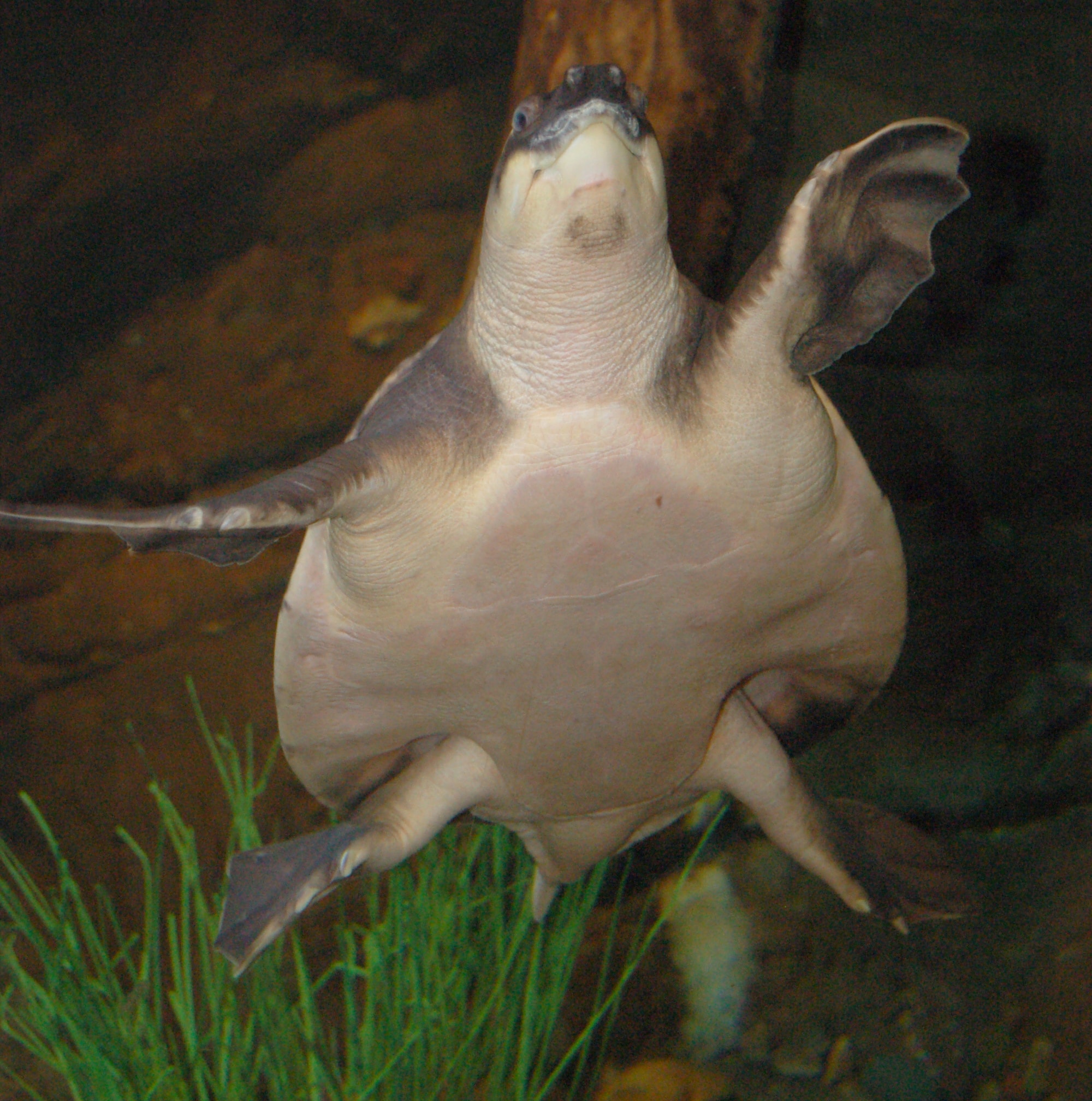 pig nosed turtle carettochelys insculpta underside 2000px