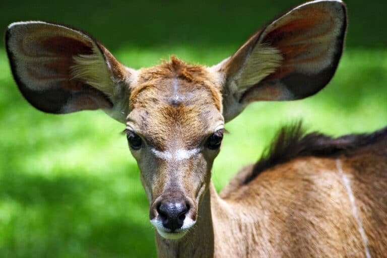 young kudu with big ears (kenya) young kudu with big ears (kenya)