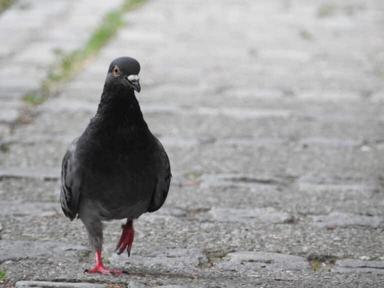 golub columba livia, niš Pigeon