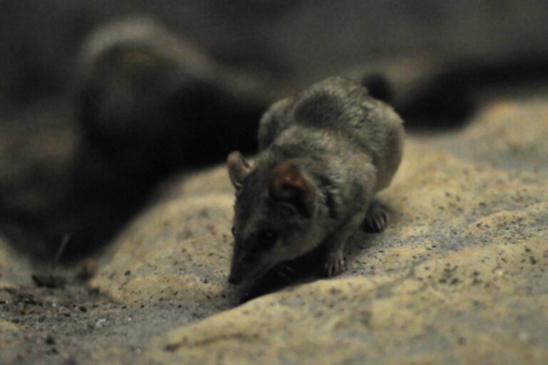 dasyuroides byrnei dasyuroides byrnei