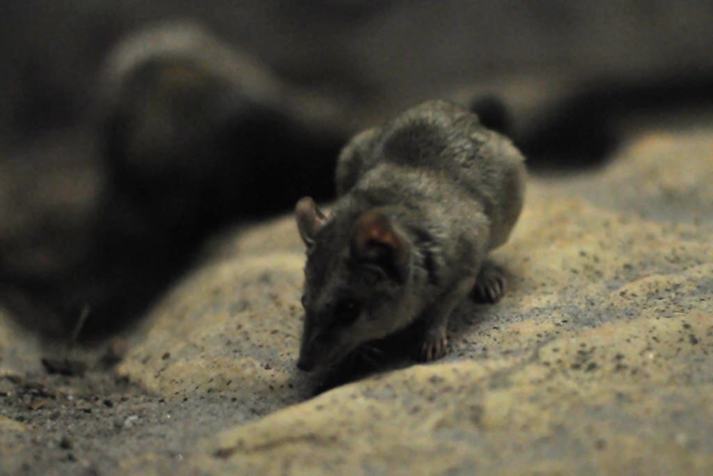 dasyuroides byrnei dasyuroides byrnei