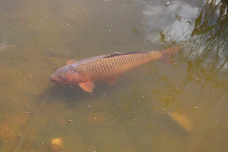 slagharen karper (cyprinus carpio) slagharen karper (cyprinus carpio)