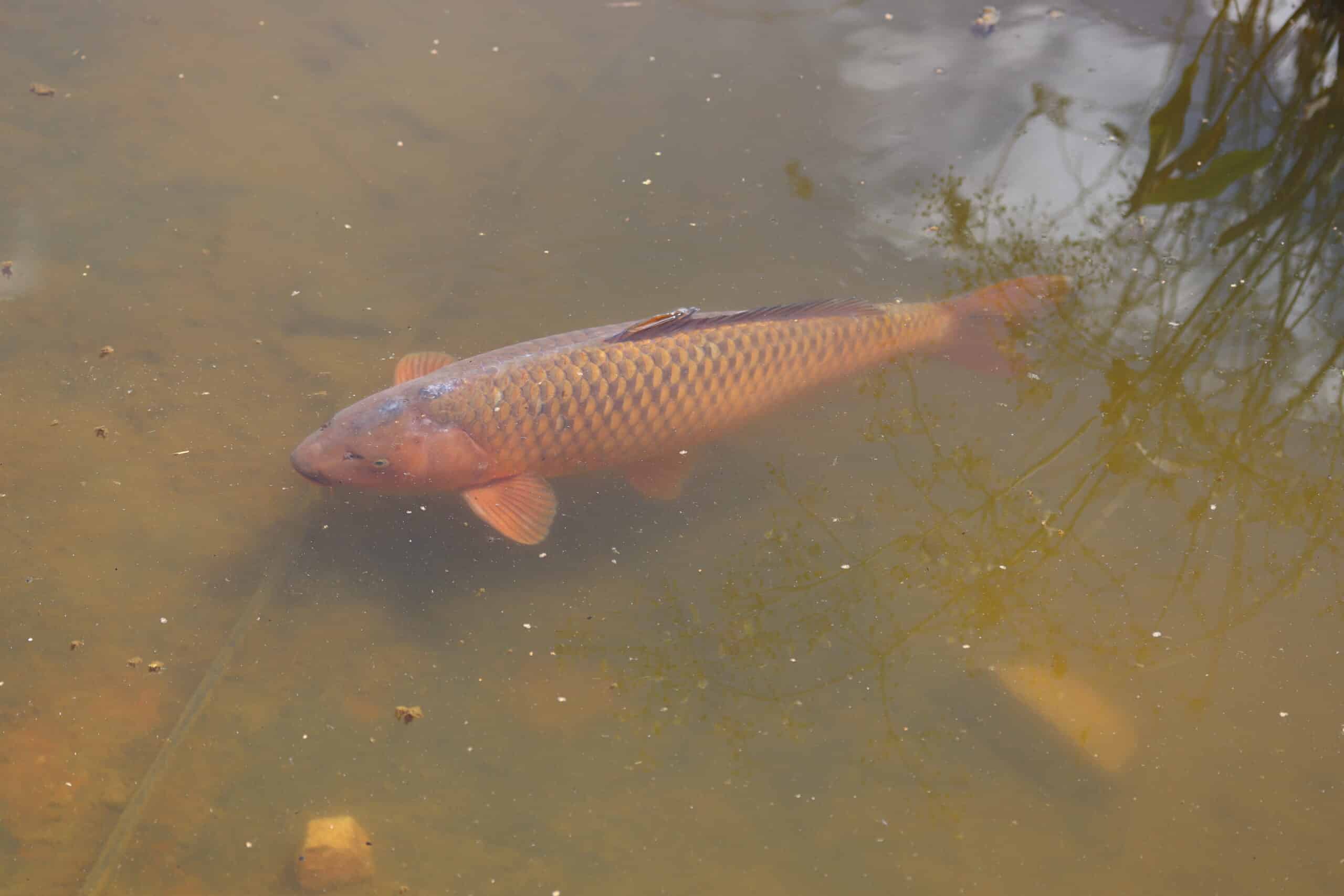slagharen karper (cyprinus carpio) slagharen karper (cyprinus carpio)