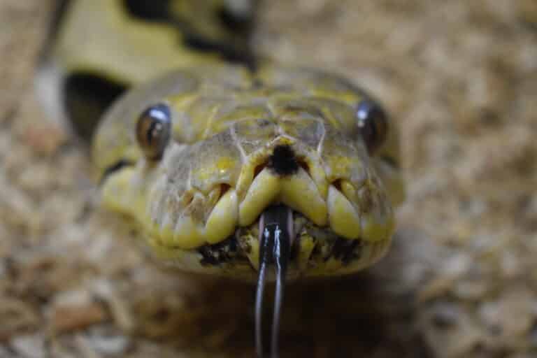 reptilarium du larzac malayopython reticulatus 04 reptilarium du larzac malayopython reticulatus 04