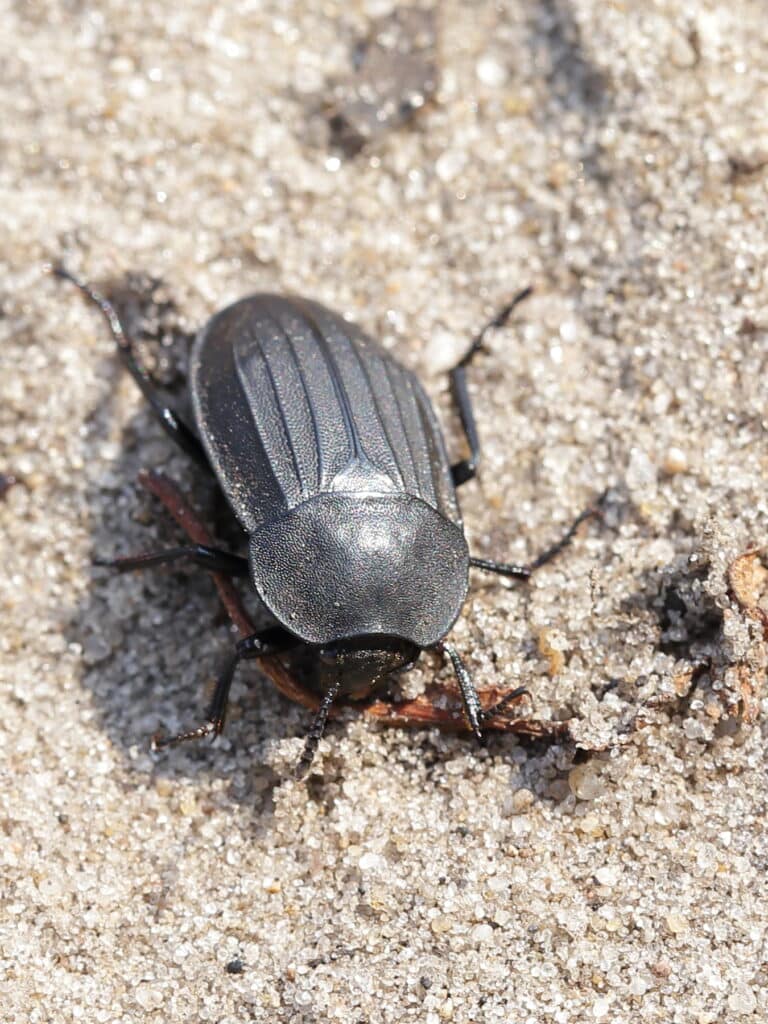 file:silpha tristis (silphidae) (14210821699).jpg file:silpha tristis (silphidae) (14210821699).jpg