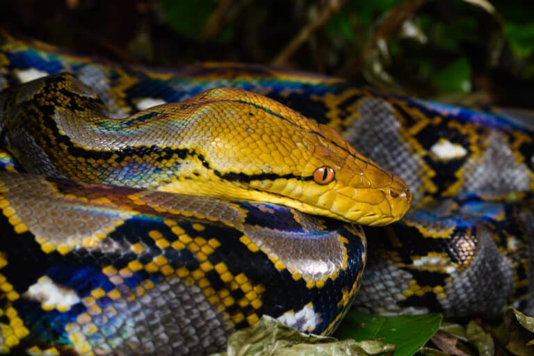 file:malayopython reticulatus, reticulated python kaeng krachan district, phetchaburi province (47924282891).jpg file:malayopython reticulatus, reticulated python kaeng krachan district, phetchaburi province (47924282891).jpg