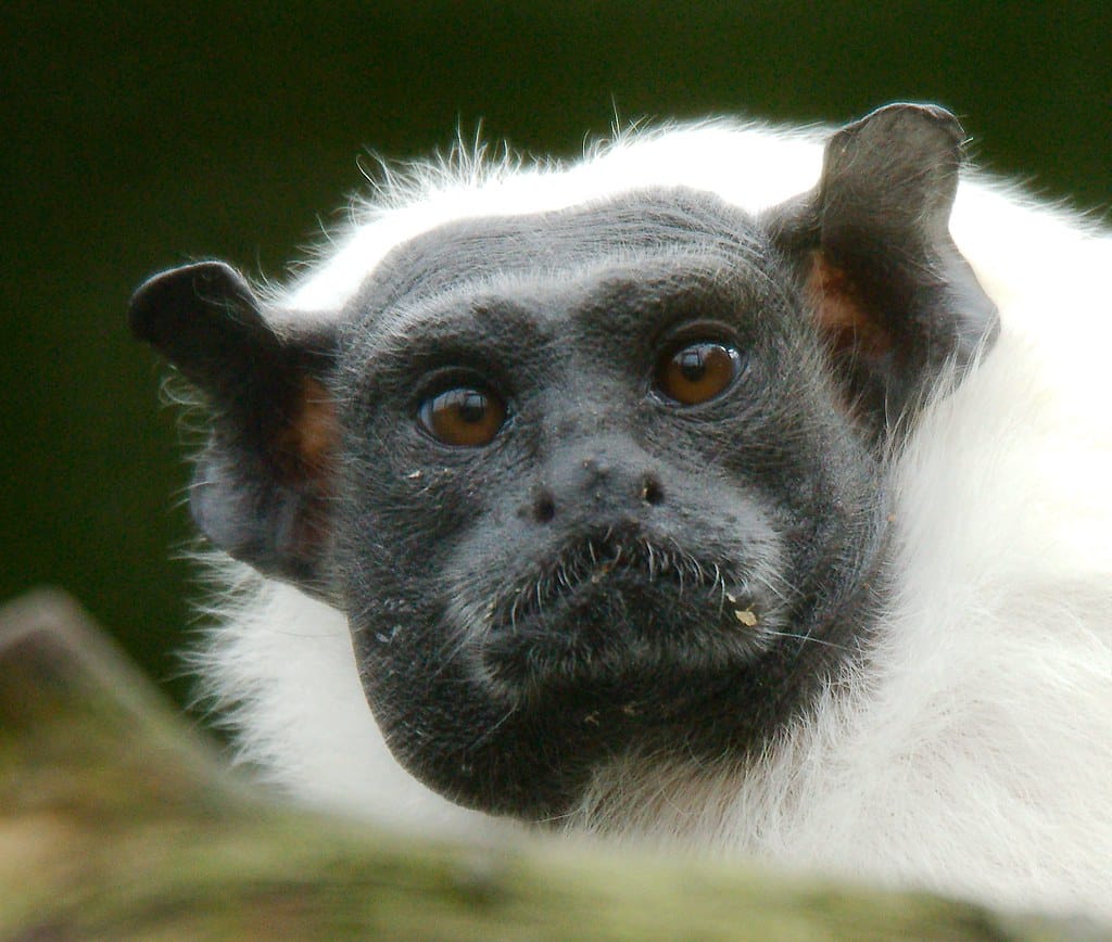 pied tamarin (saguinus bicolor) 28