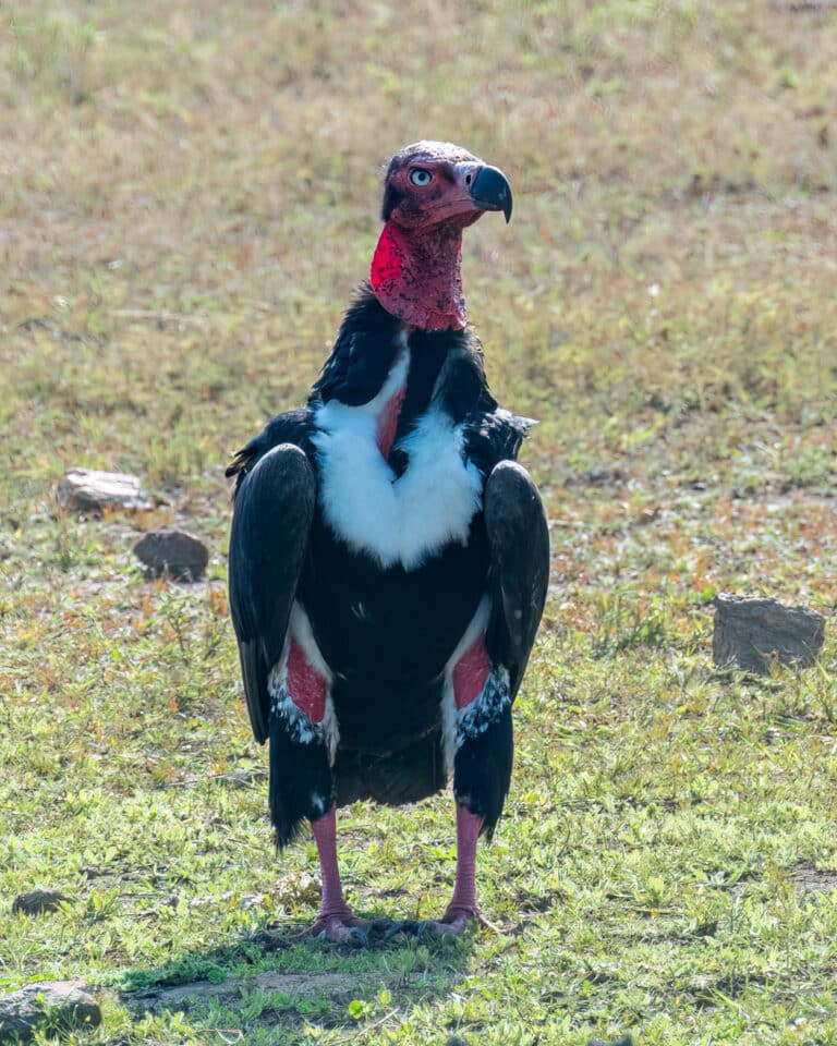 sarcogyps calvus 350273799