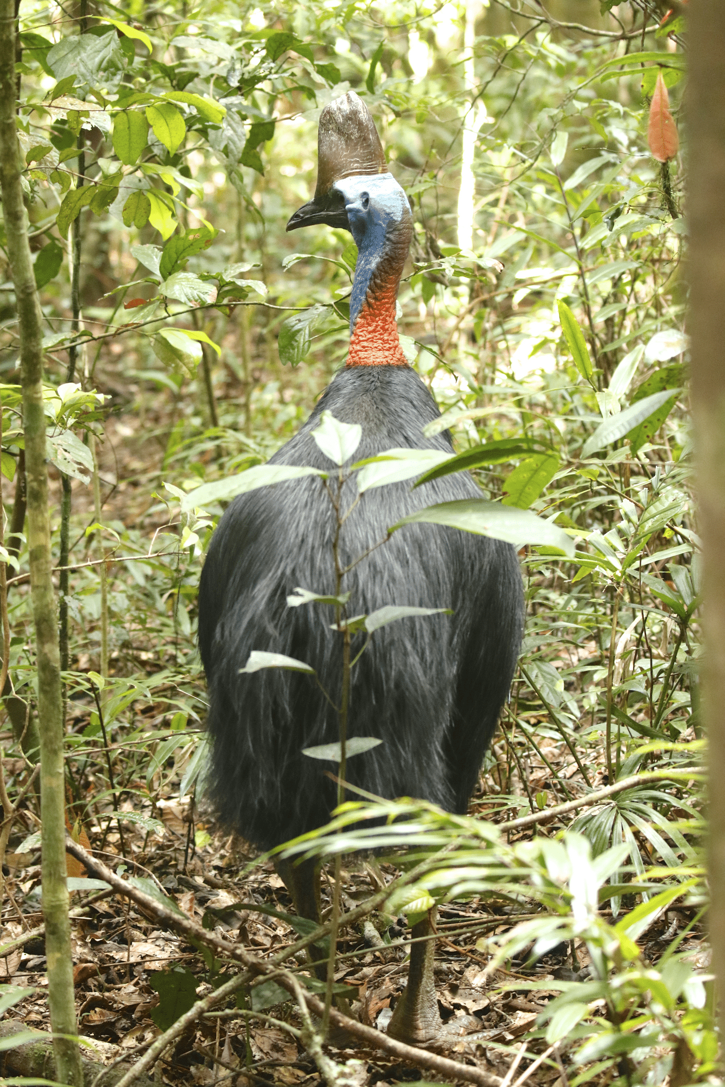 southern cassowary southern cassowary