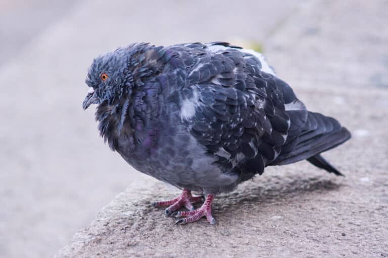 portrait of a sick columba livia