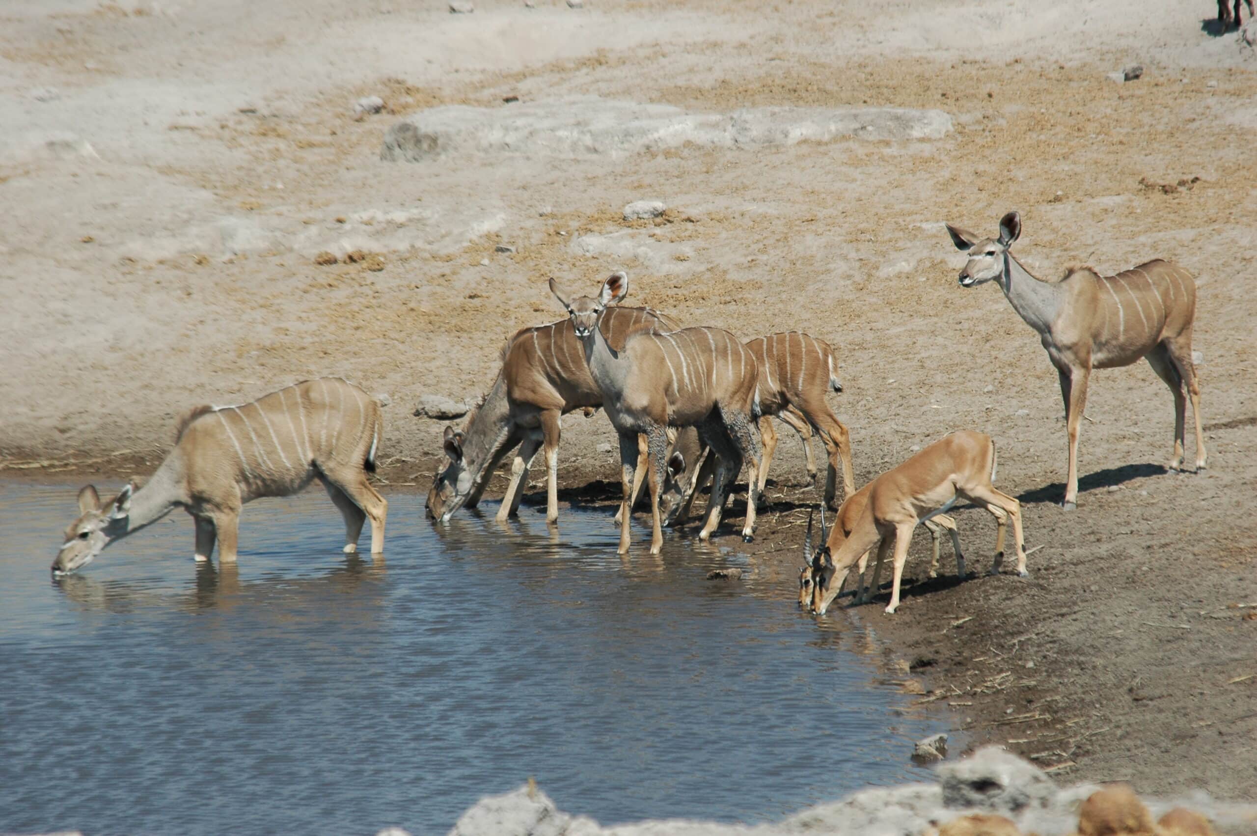 file:namibie etosha kudu 03.jpg file:namibie etosha kudu 03.jpg