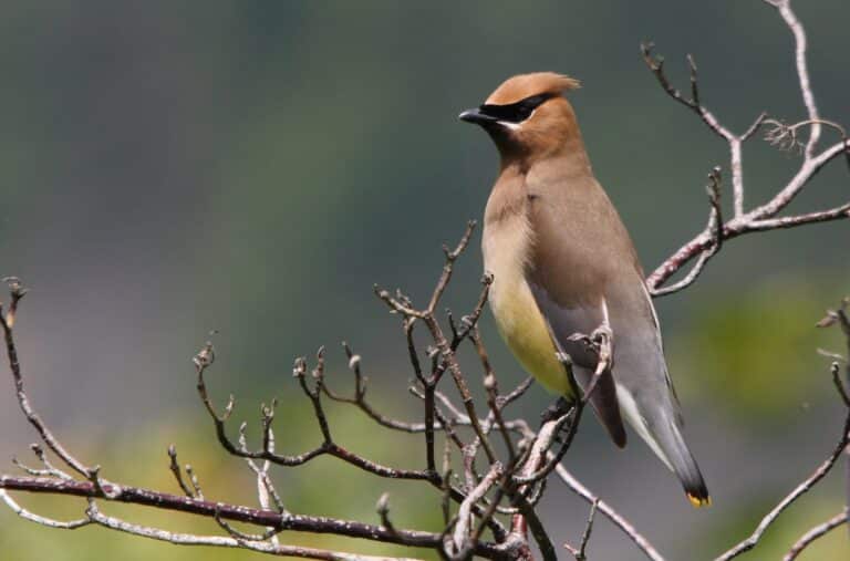 bombycilla cedrorum ct bombycilla cedrorum ct Cedar Waxwing