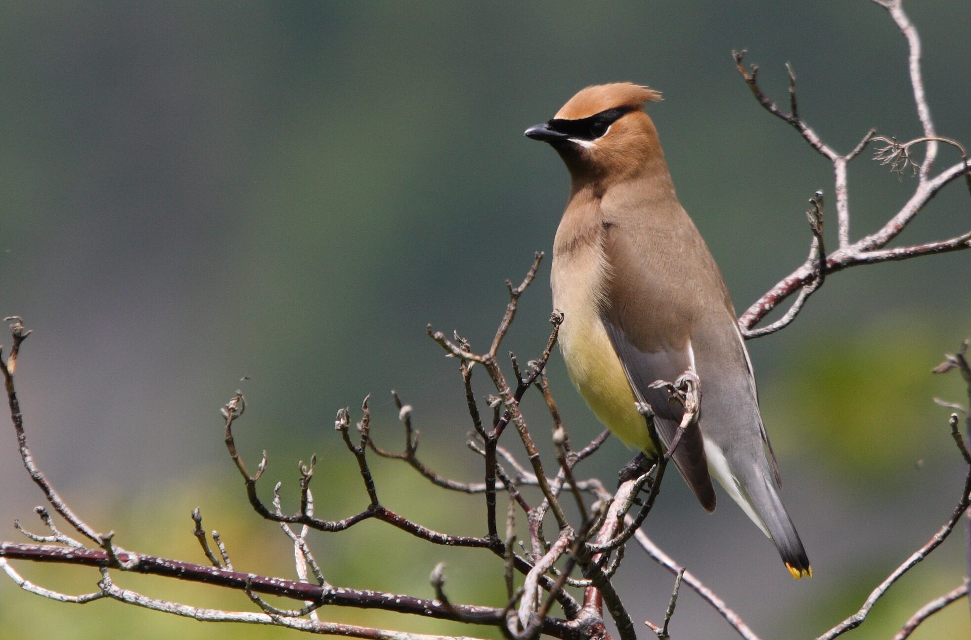 bombycilla cedrorum ct bombycilla cedrorum ct Cedar Waxwing