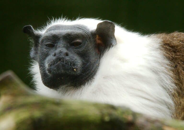 pied tamarin (saguinus bicolor) 26
